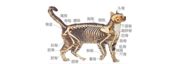 拉猫尾巴会导致拉稀有没有科学依据