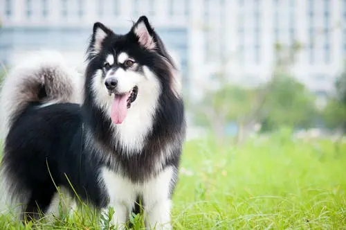 阿拉斯加犬喜欢吃什么食物富含什么营养