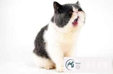 猫咪晒太阳有什么好处？晒了太阳毛发能好吗？