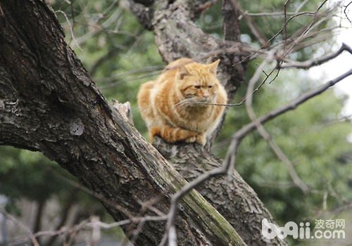 快过年了，不要让猫咪受鞭炮声影响