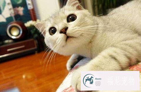 养猫是养公的好？还是母的好？