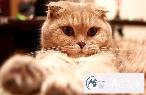 怀孕的猫咪该怎么吃饭？需要补充什么营养？