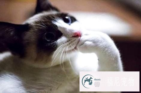 猫咪口臭是怎么回事？该怎么调理？