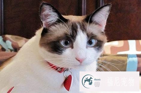 猫咪的黑下巴是什么原因导致的？