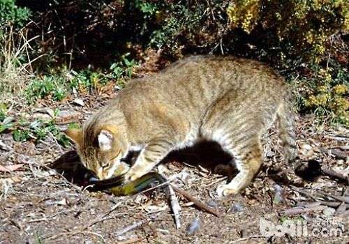 影响澳洲生态多样性的居然是野猫