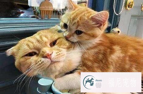 猫咪比较瘦怎么增肥？