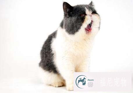 猫咪生了小猫后奶水不足怎么办？