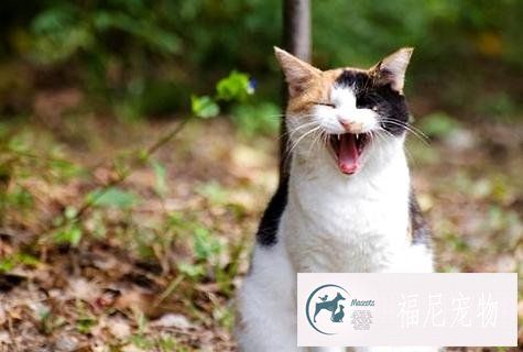 猫咪不喜欢喝水怎么办