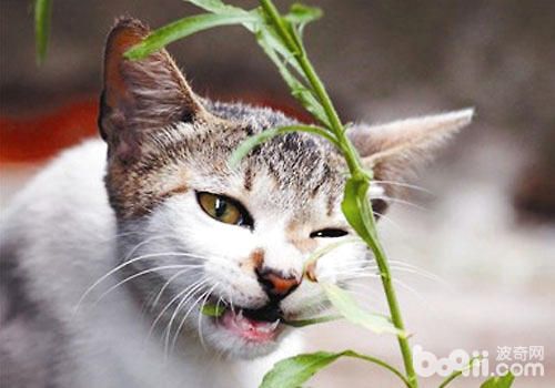 猫咪能吃的植物