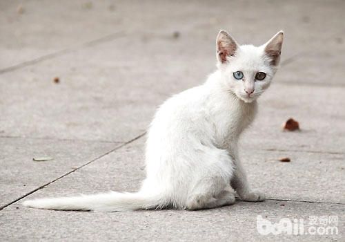 流浪猫——鸟儿的头号杀手