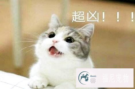 夏天猫咪食欲下降是正常的吗？