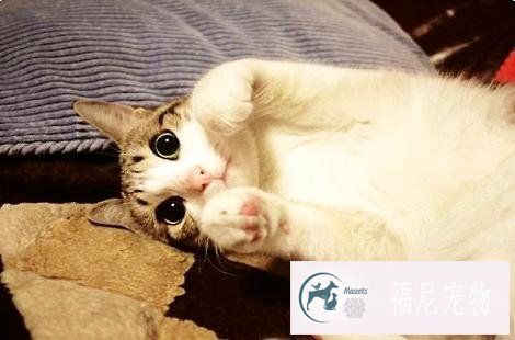 瓜皮猫是什么品种的猫？