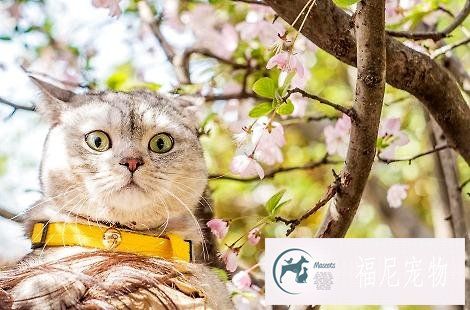 让猫咪发腮，需要多久喂一次WOWO猫咪营养膏？