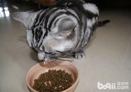 猫咪靠味觉识别有害食物？