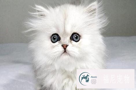 要怎么给猫咪选择猫砂和猫厕所？