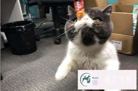 猫咪如果在家具上磨爪子怎么办