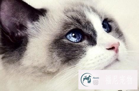布偶猫的眼睛是什么颜色的？