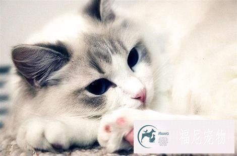 布偶猫的眼睛是什么颜色的？