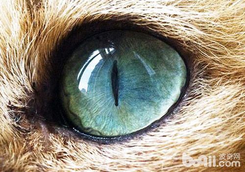 猫咪隐形眼镜，解决近视一步到位
