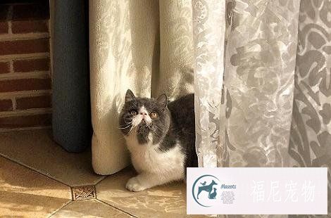 猫咪如果在家具上磨爪子怎么办？