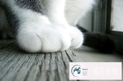 被猫咪抓了会得猫爪热吗？