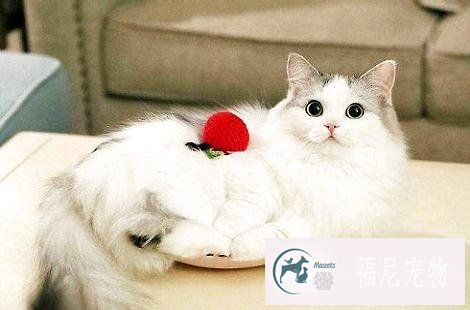 布偶猫的眼睛是什么颜色的？