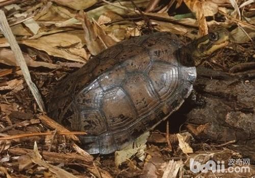 不同季节鳄龟的饲养要点