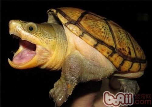 观赏龟养护之窄桥匣龟 观赏龟养护之窄桥匣龟