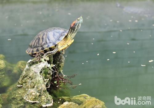 宠物龟过冬后死亡的原因