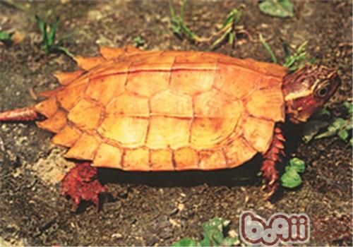 地龟饲养的两大难点