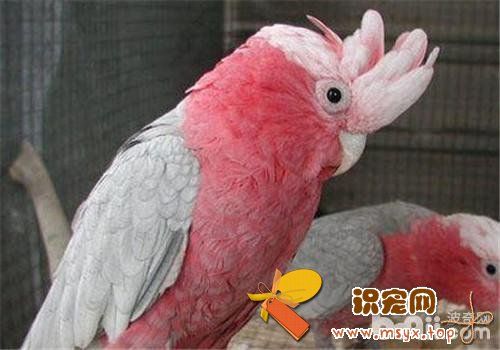 粉红凤头鹦鹉的喂食要点