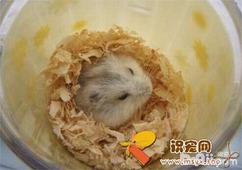 不同种类仓鼠粮的区别