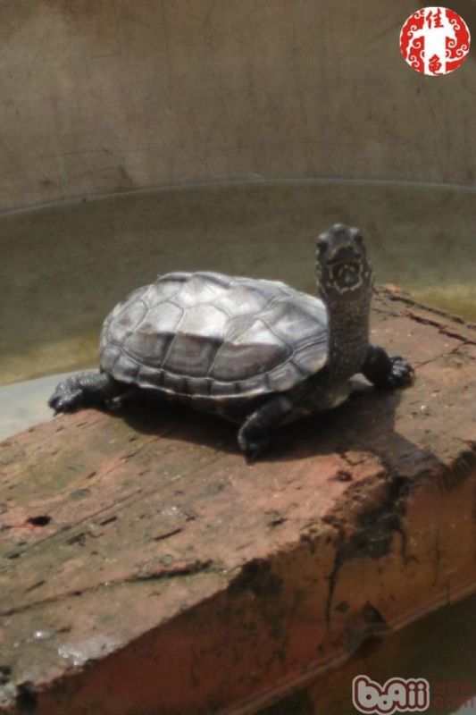 宠物龟疾病护理方法介绍之湿度、光照管理