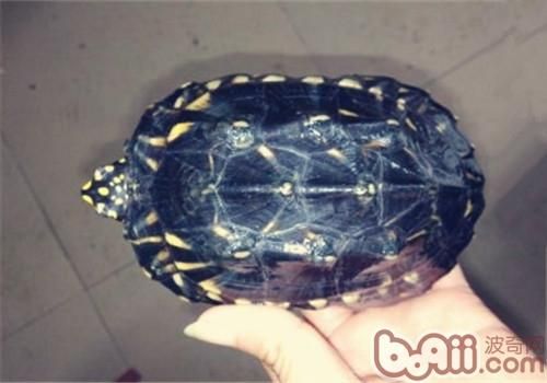 养龟忌“不管”与“总管”