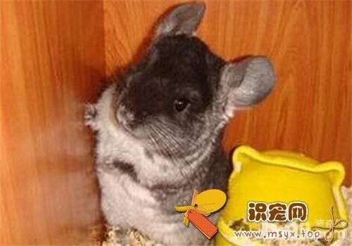 如何选择一只健康的龙猫