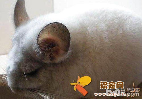 新进龙猫要注意哪些问题