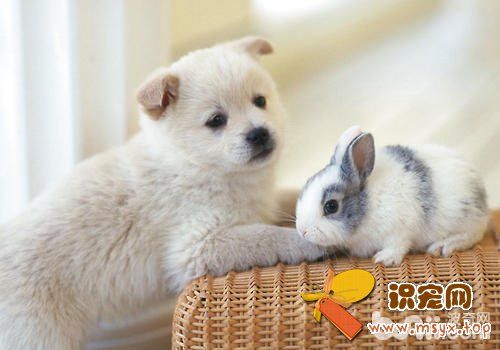 兔子是否适合与猫狗一起饲养