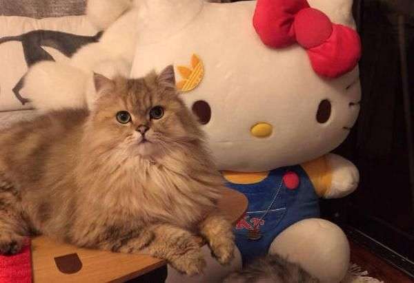 简单4步让你的猫咪乖乖回它自己的窝里睡觉。