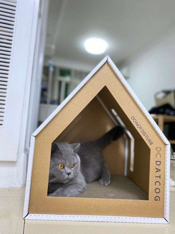 猫窝建好了之后不要忘记给猫窝放上这几样东西哦！