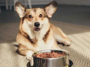是什么原因导致柴犬太胖?教你几个方法，健康减肥!