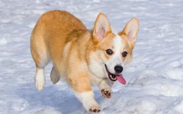 犬猫耳道清洁的严重影响及如何正确清洁犬猫耳道。